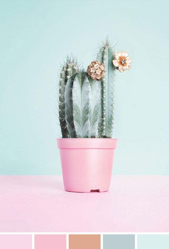 Inspiração do Dia | Flor Cactus