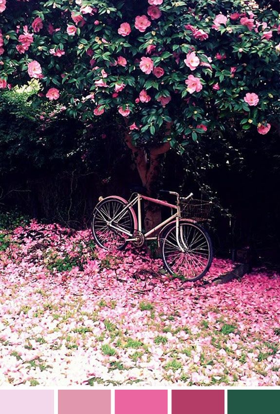 Achados da Bia | Inspiração do dia | Flores | Bicicleta | Passeio