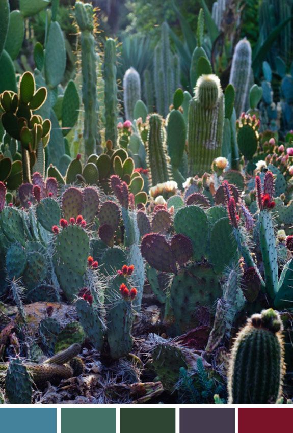 Achados da Bia | Inspiração do Dia | Cactus